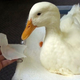 Illustration for article titled A Lame Duck Is Walking Again Thanks to a 3D Printed Foot